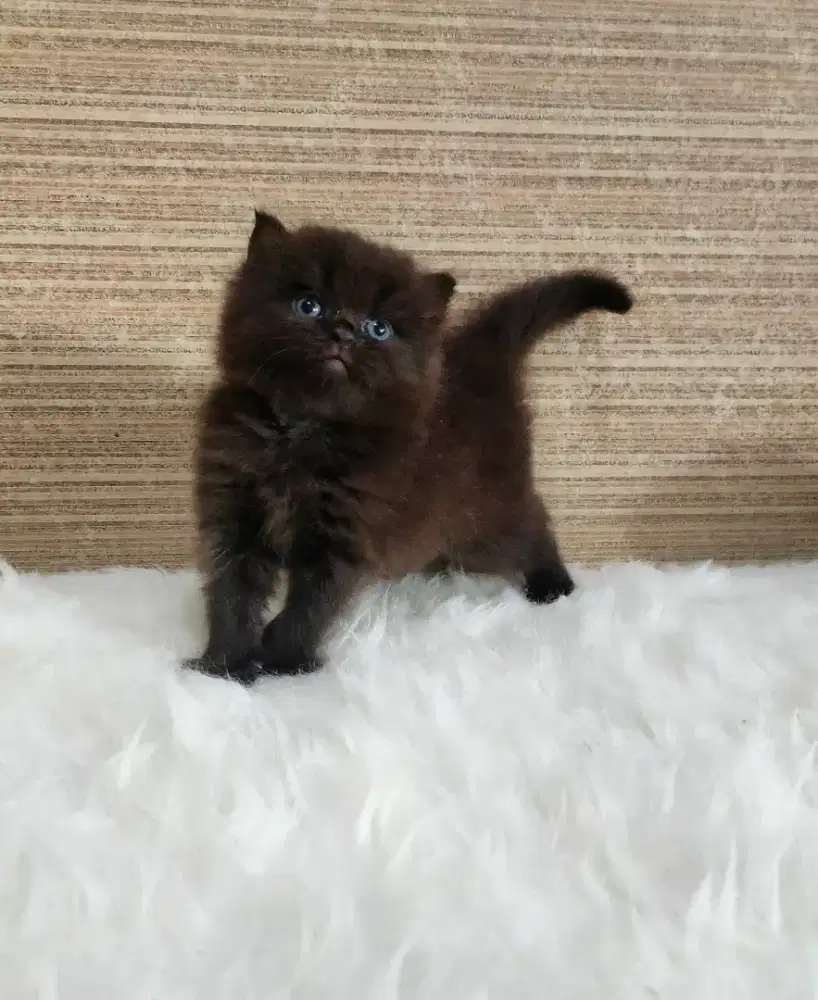 Munchkin mix BSH black