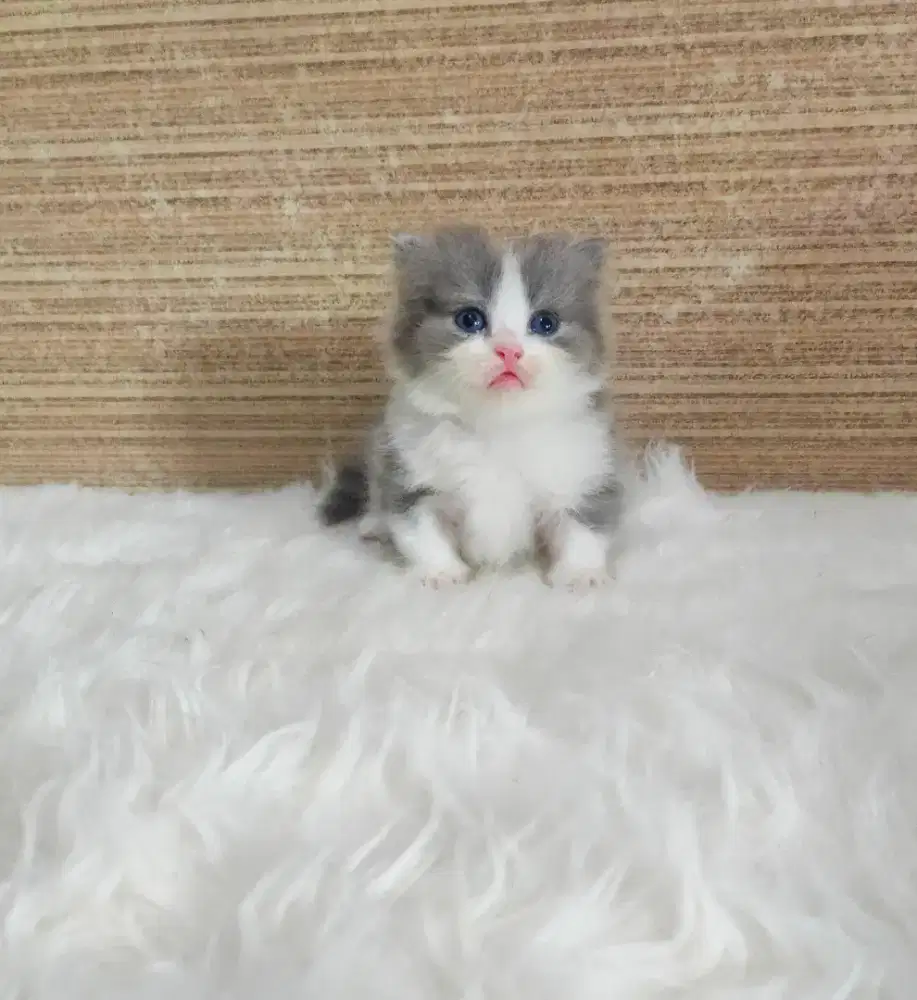 Munchkin Bico Blue Longhair