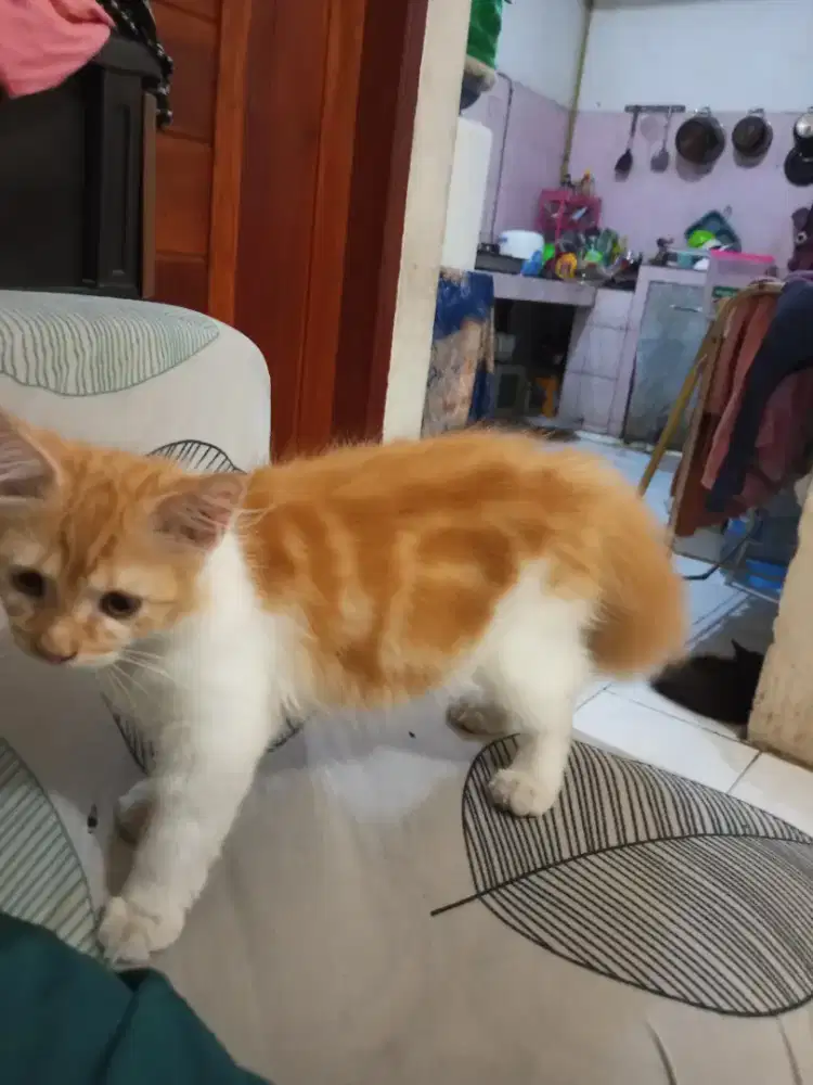 Kitten Persia Medium