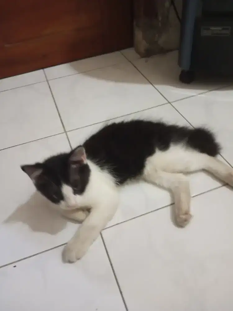 Kitten Persia Medium