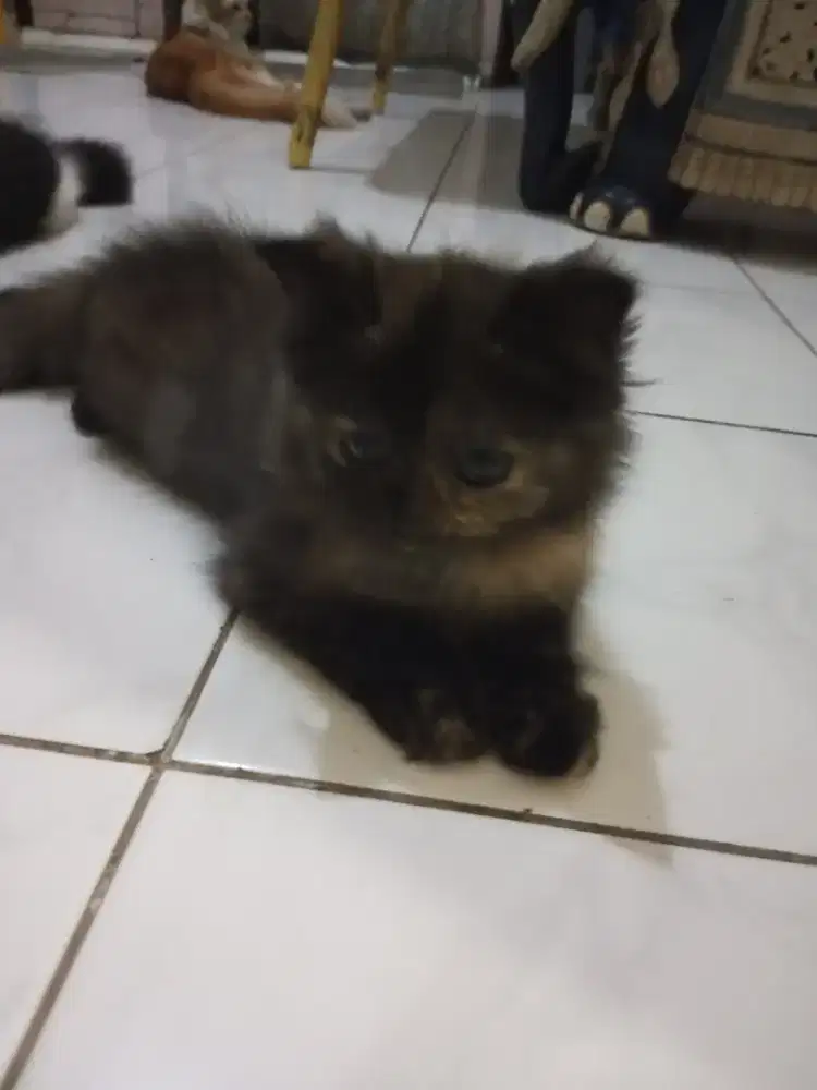 Kitten Persia Medium