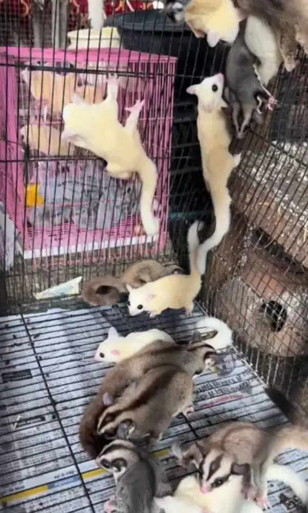 DIJUAL SUGAR GLIDER MURAH BANGET KARENA MAU PINDAH