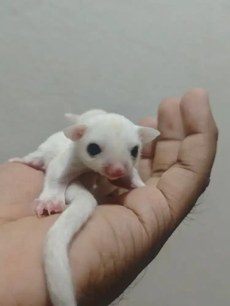 Sugar Glider Putih Lucu