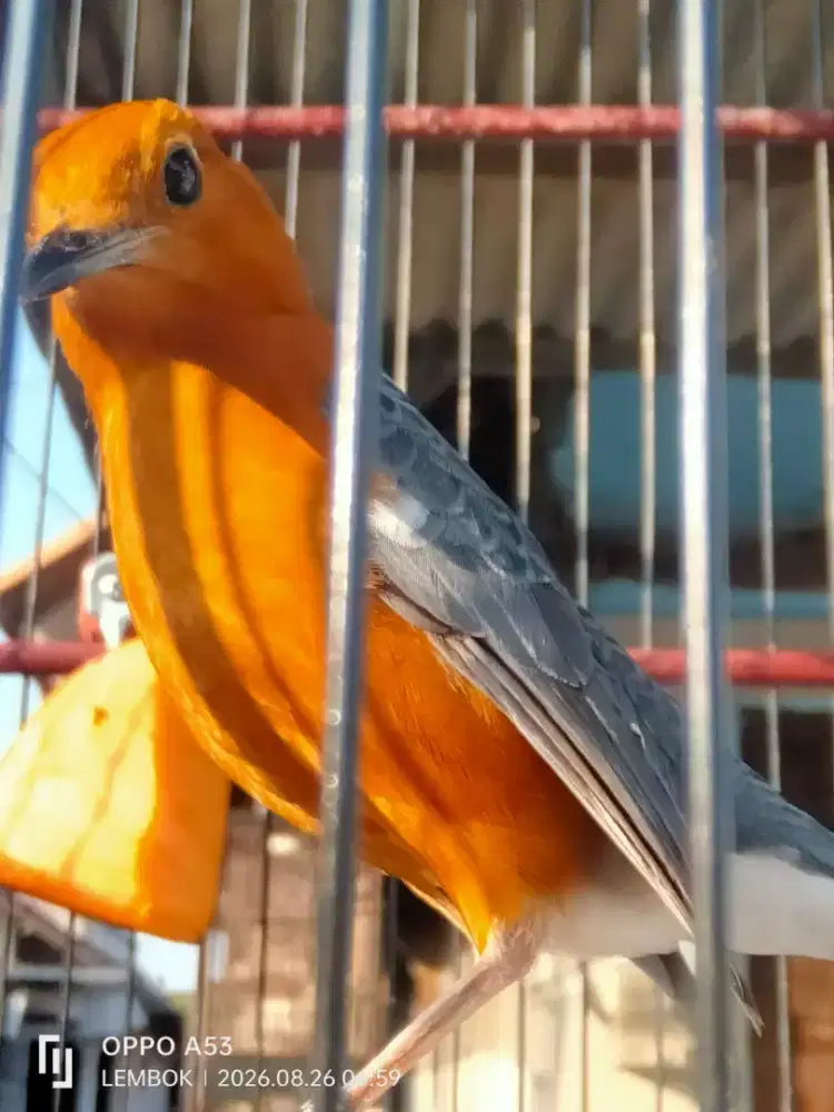 Burung Anis merah sudah mulai aktif bunyi lumayan gcor