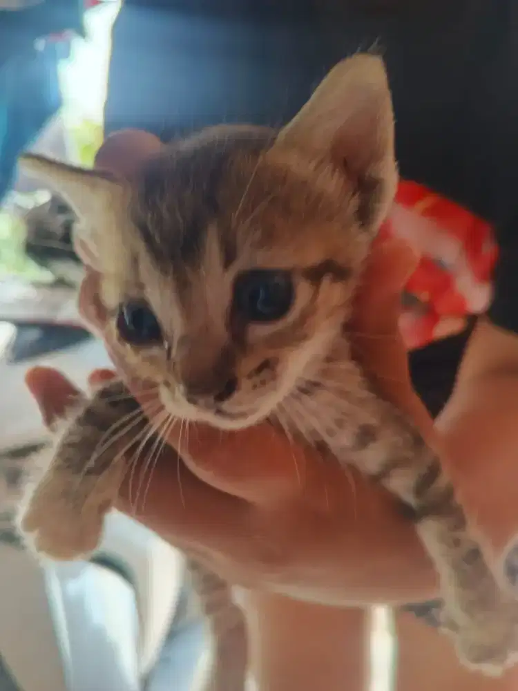 KITTEN MIXDOME GRATIS
