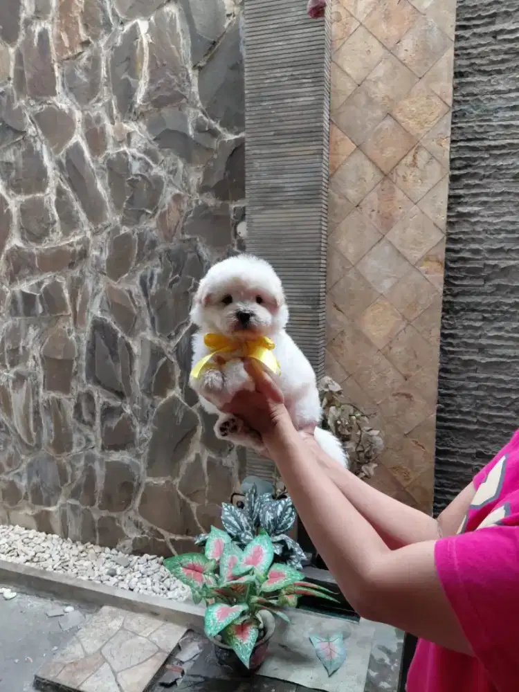 Bichon frise,female