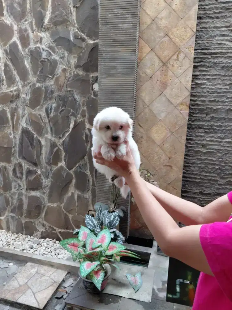 Bichon frise,female,dob 15 agustus