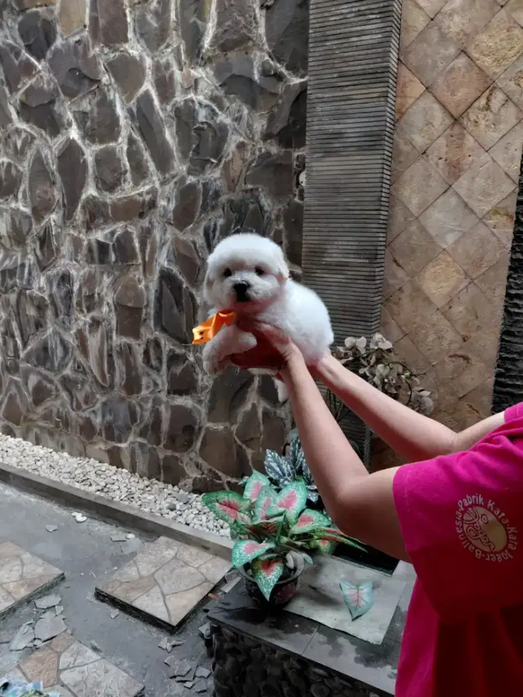 Bichon frise,female,dob 15 agustus