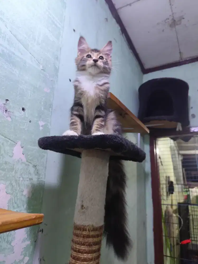 Kitten main coone jantan 4bulan brown tabby pure non ped