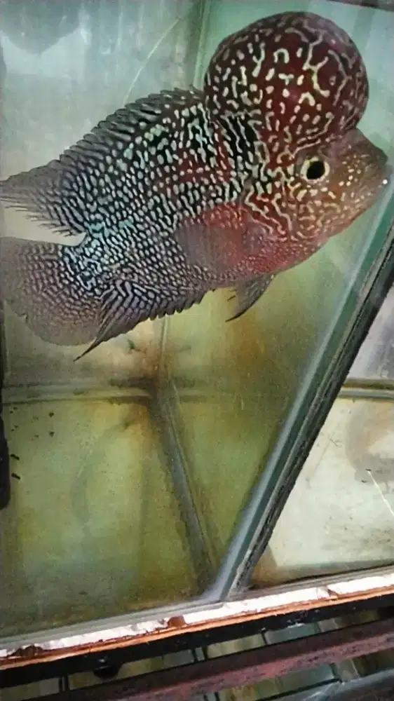 Louhan f3 mata putih
