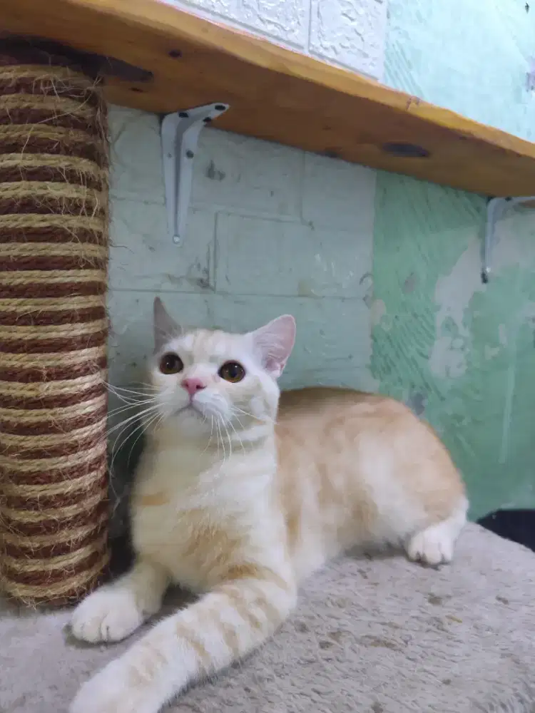 Bsh pure non ped jangan red tabby 10bln lepas murah aja