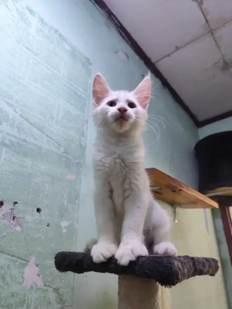 Kitten main coone 4bln ped CFA bersertifikat warna white solid