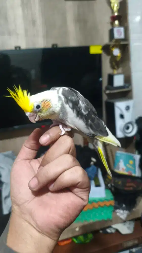 Anakan burung falk cockatile