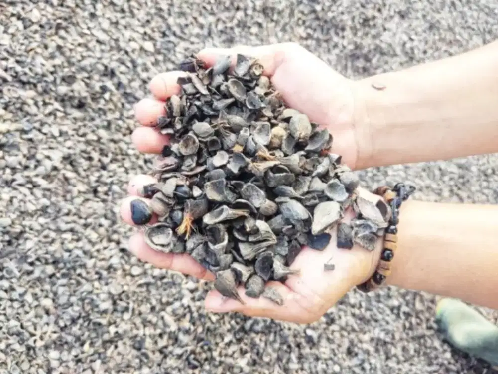 Cangkang kelapa sawit palm kernel shell dura non screening murah