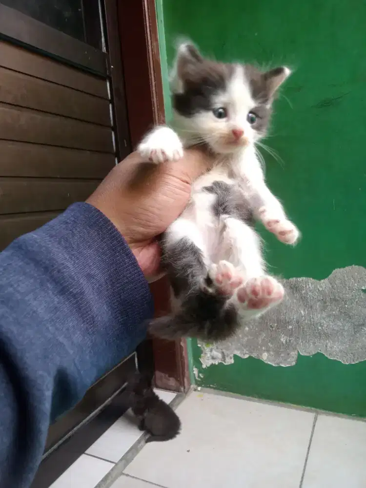 Persia medium bulu kapas
