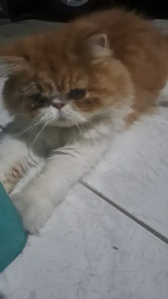 Lepas adopt kucing peaknose