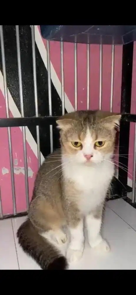 scottish fold betina dewasa