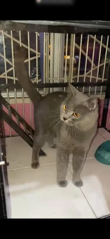 Bsh blue solid jantan dewasa