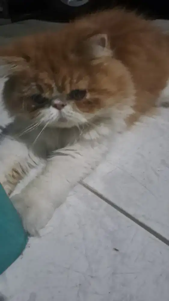 Lepas adopt kucing peaknose