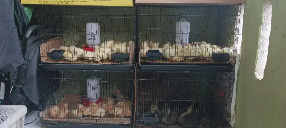 Ayam Pejantan Grade Super