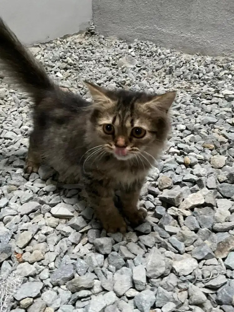 open adopt kitten