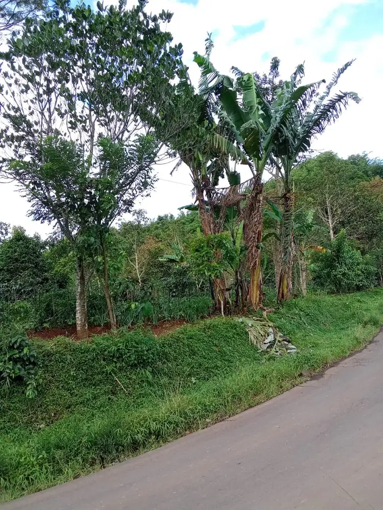 Tanah Produktif 6,5 Hektar Pinggir Jalan Utama Cianjur - SHM Murah