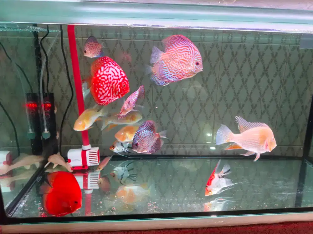 Paket Ikan DISCUS, MANFISH & GEOPHAGUS