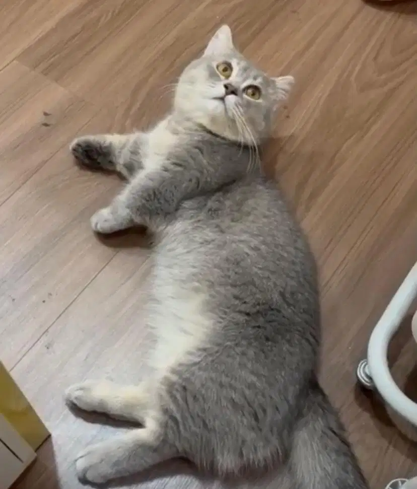Kucing munchkin british short hair bsh british shorthair