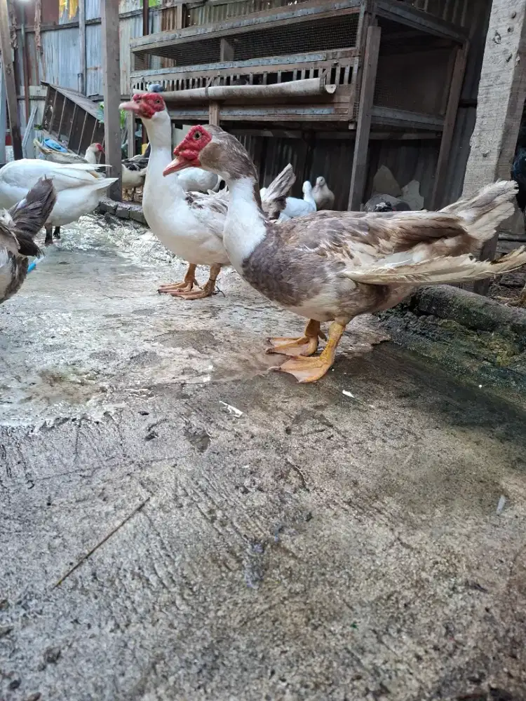 Jual entok rambon pasangan ok
