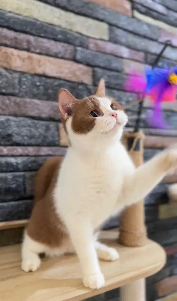 British Shorthair Bico Cinnamon Betina