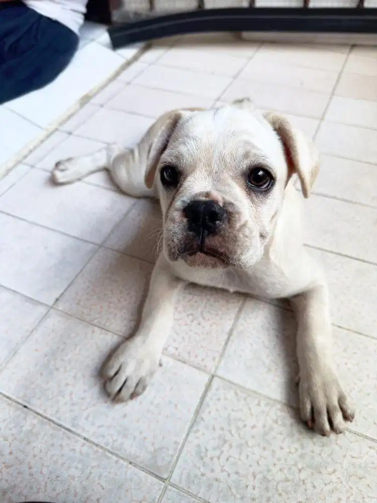 French bulldog (anjing)