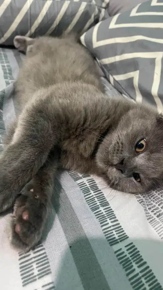Maenicoon x bsh jantan
