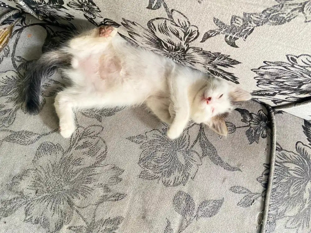 Kitten persia medium jantan