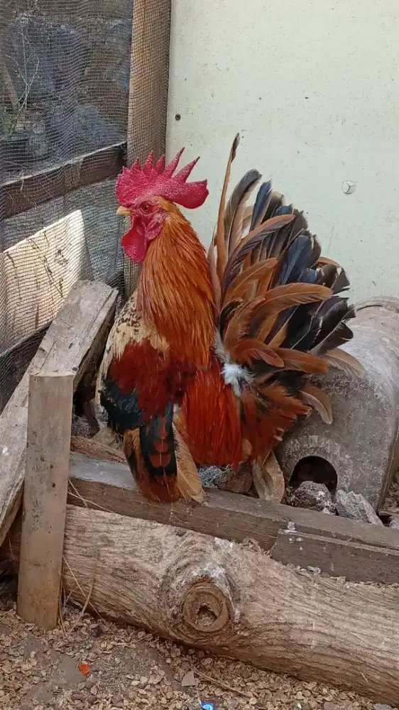 Ayam Kate ceper