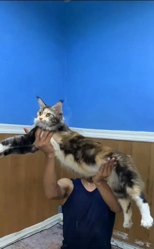 Kucing Maine Coon