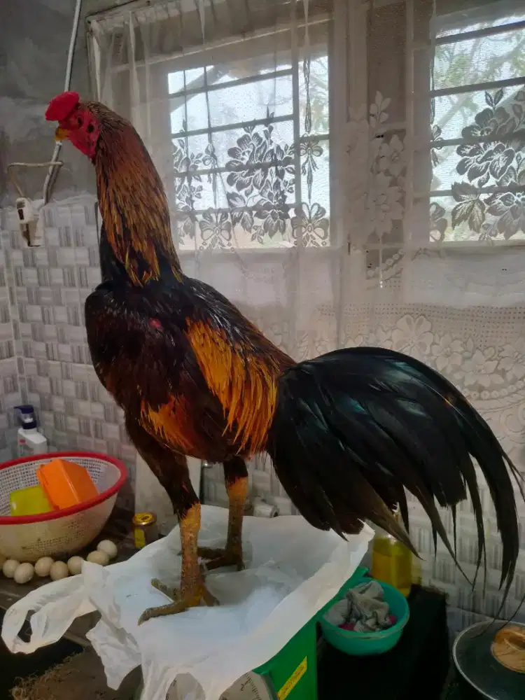 Ayam Siam Mangon