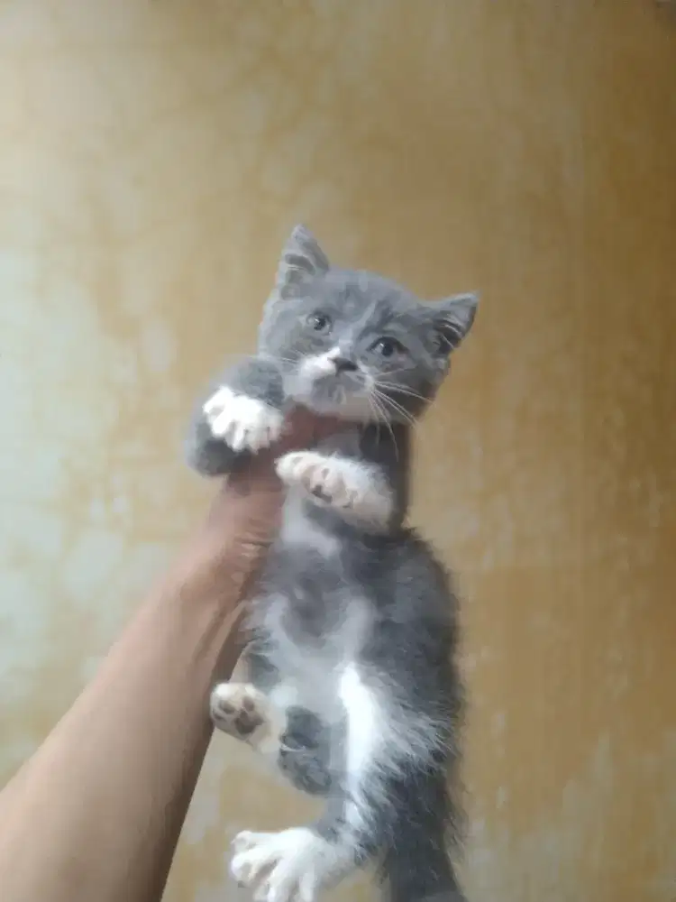 Bsh mix peaknsoe  betina  usia 2,5  bulan gembul