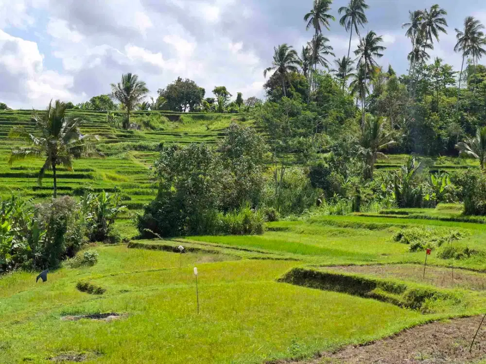 tanah kebun strategis dekat fasilatas umum dan tempat wisata mendapatkan view sawah terasering
