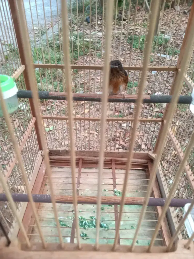 burung murai batu medan jantan