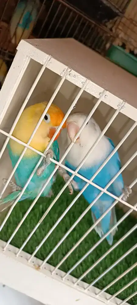 Pasangan LB biola blue, biola pb