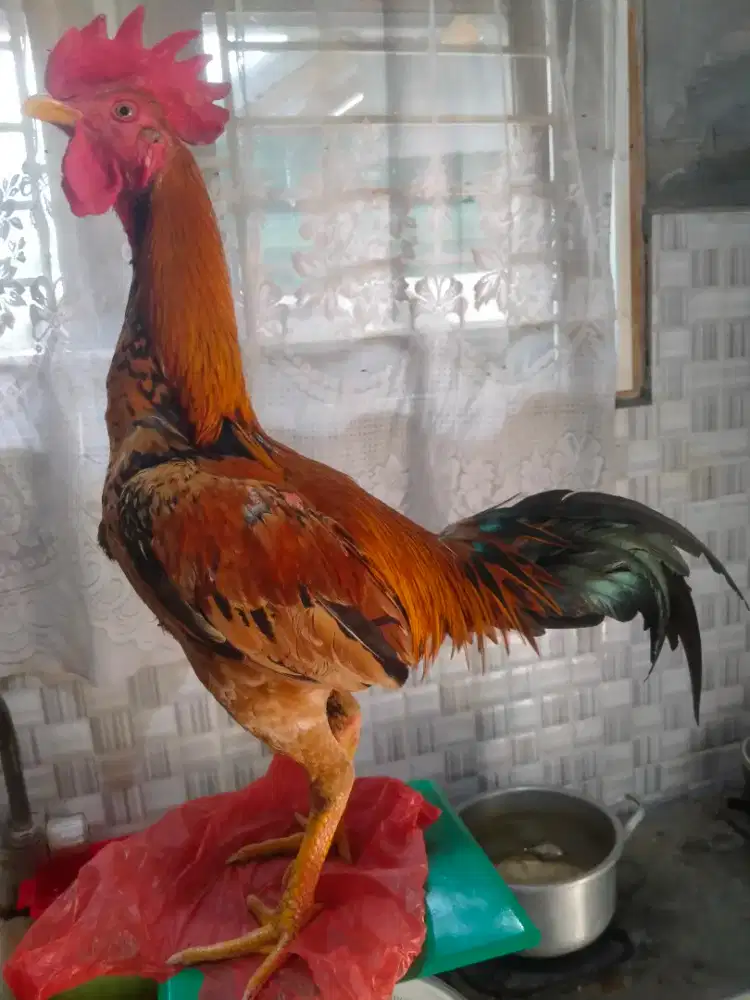 Ayam Siam Trah Pama