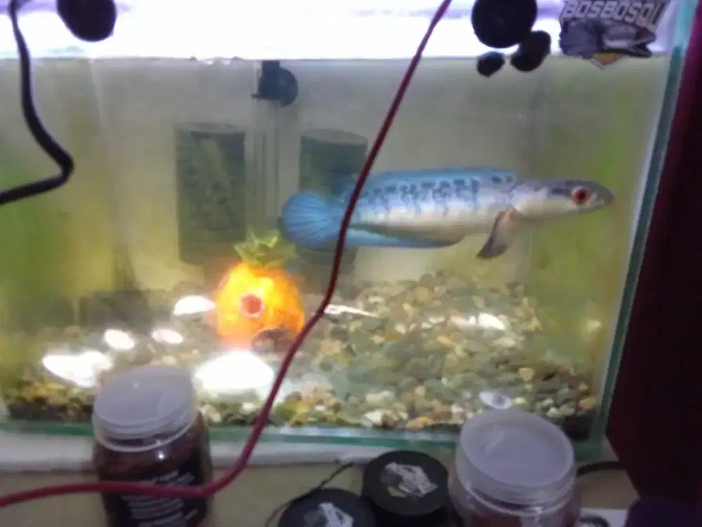 Channa maru red barito