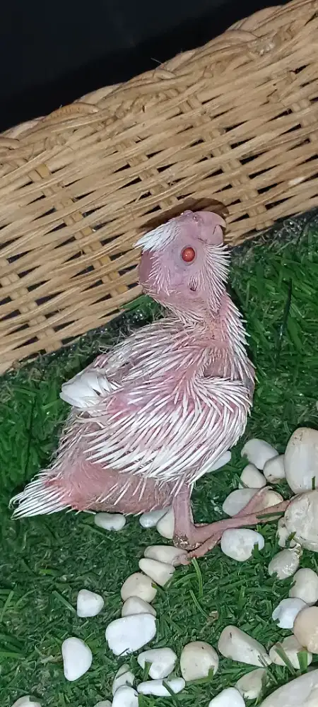 Anakan Falk albino MM