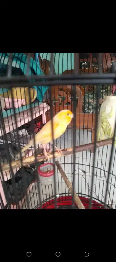 burung kenari AF fullset gacor bisa dikirim