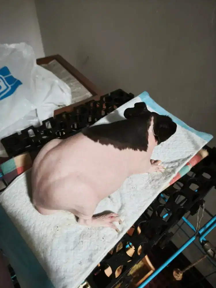 Skinny pig jantan