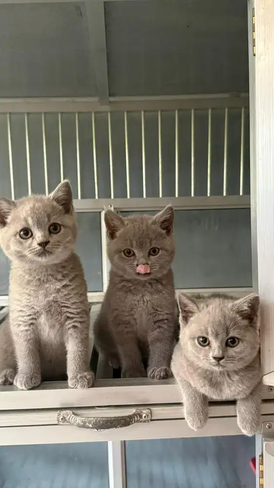 Kitten british shorthair