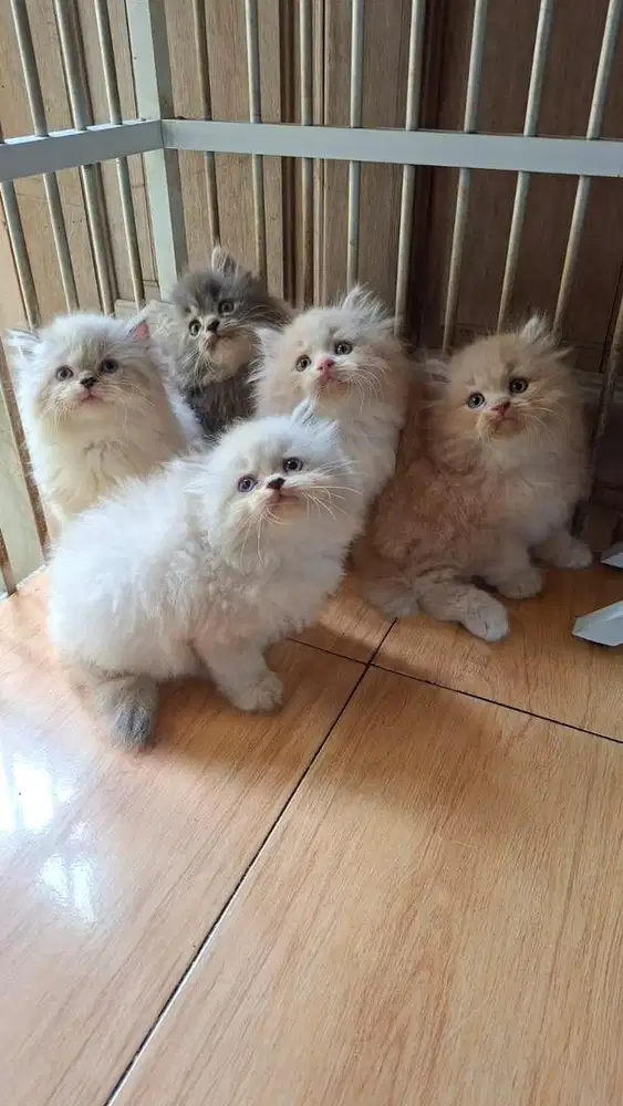 Anak kucing lepas adopsi