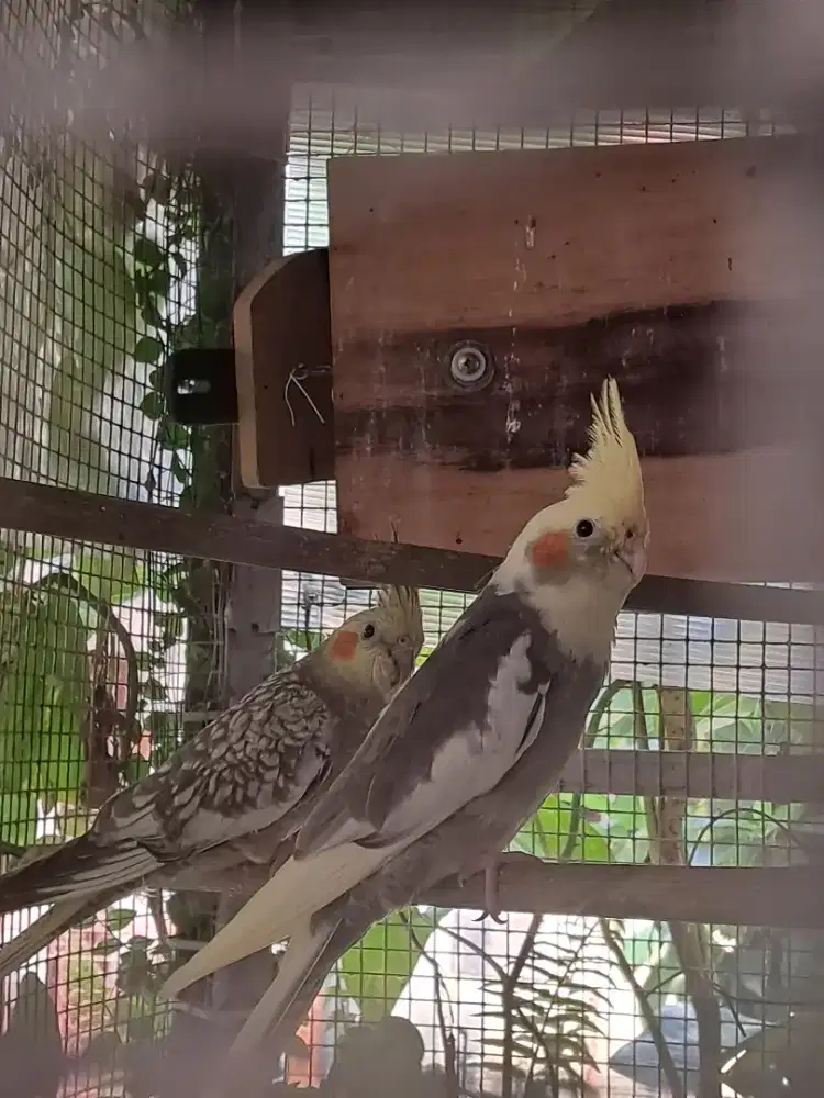 burung falk australi