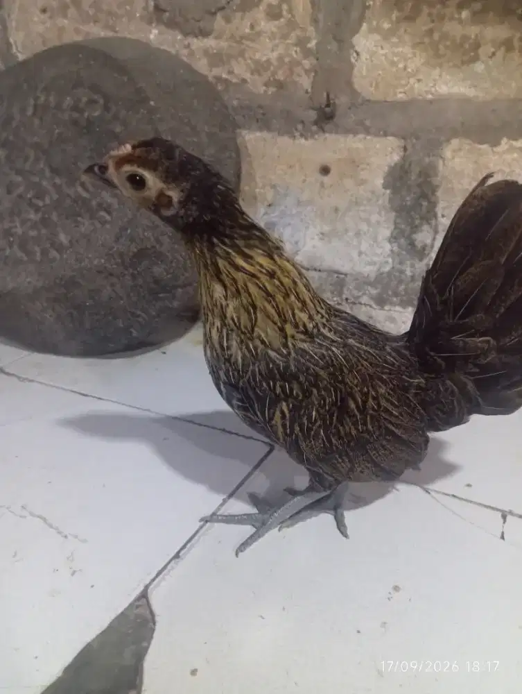 Anakan ayam Kate