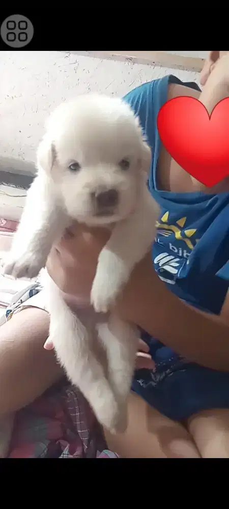 anjing puppy kintamani mix labrador